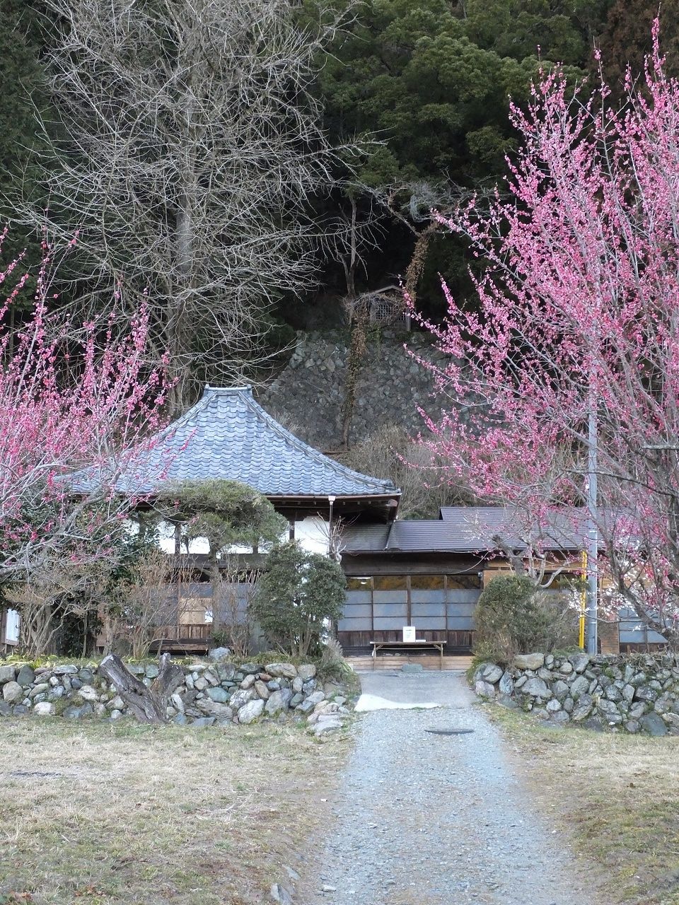 s-DSCF6240