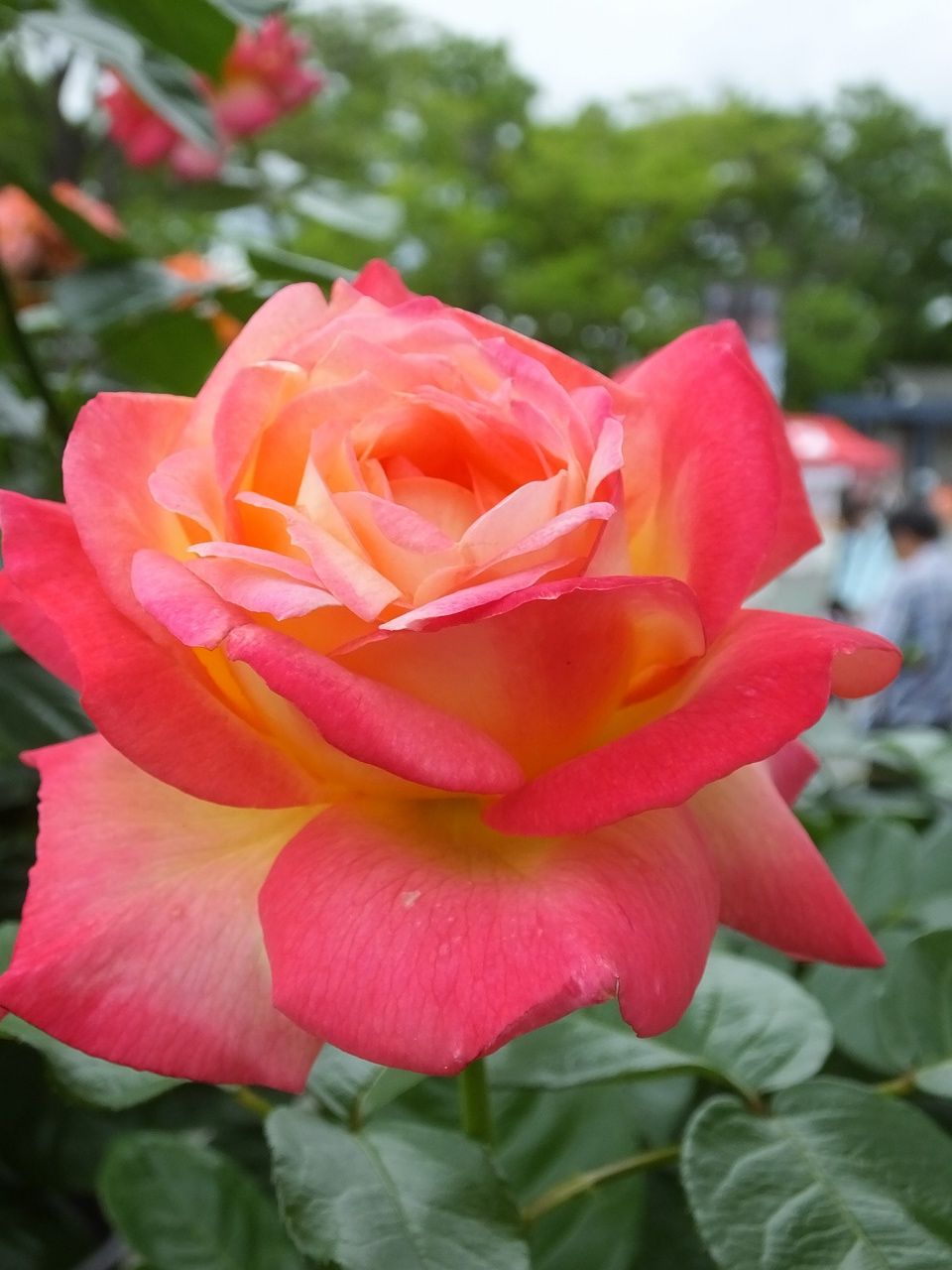 s-DSCF7534