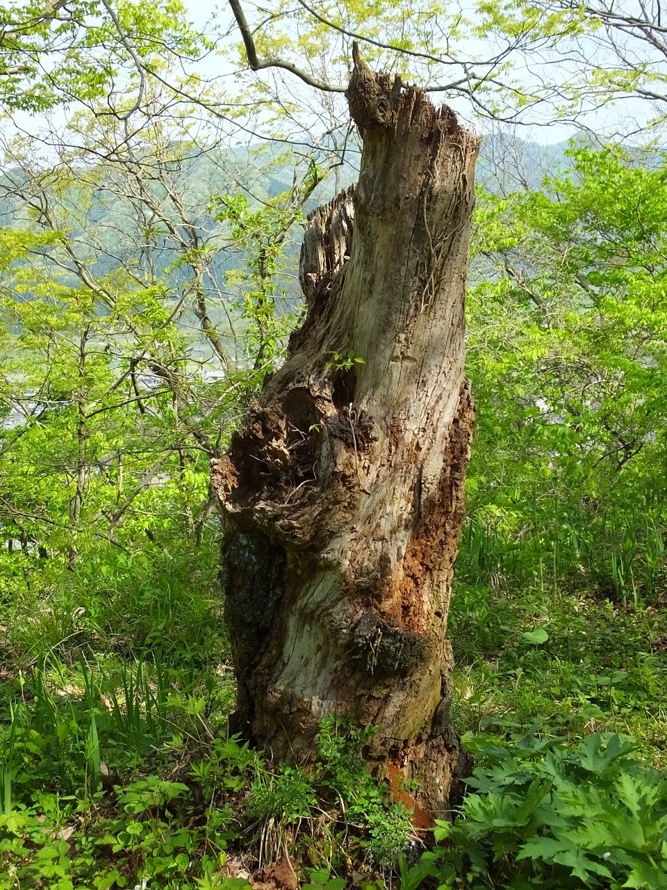 s-DSCF7255