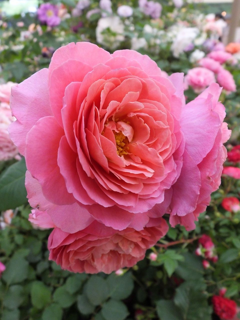 s-DSCF8024