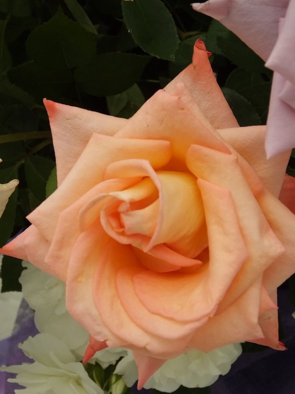 s-DSCF8011