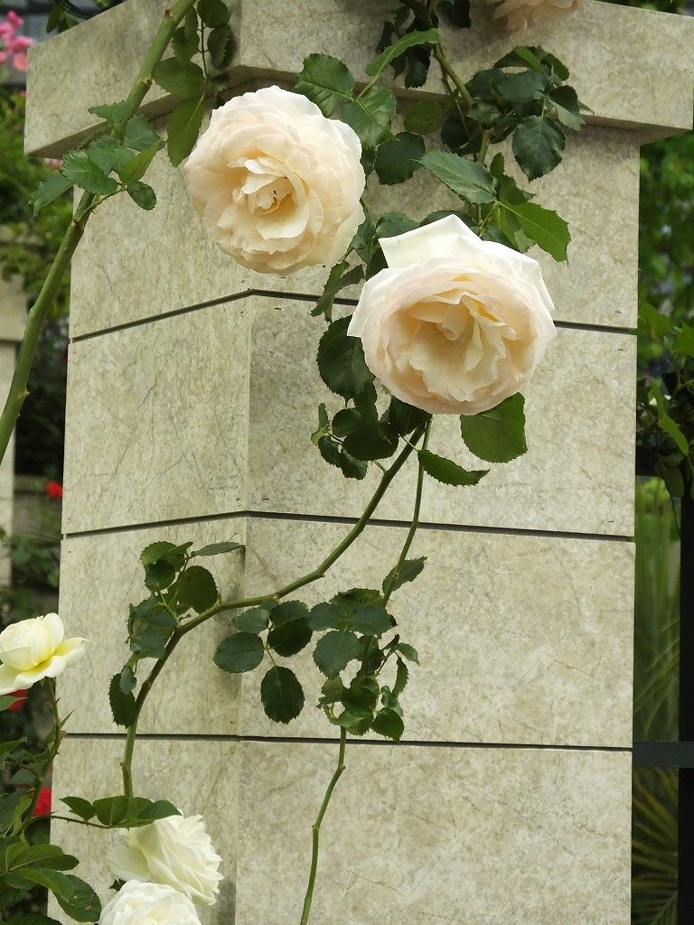 s-DSCF1097