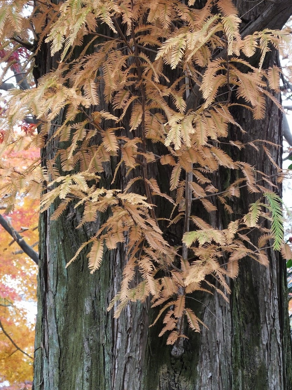 s-DSCF8251