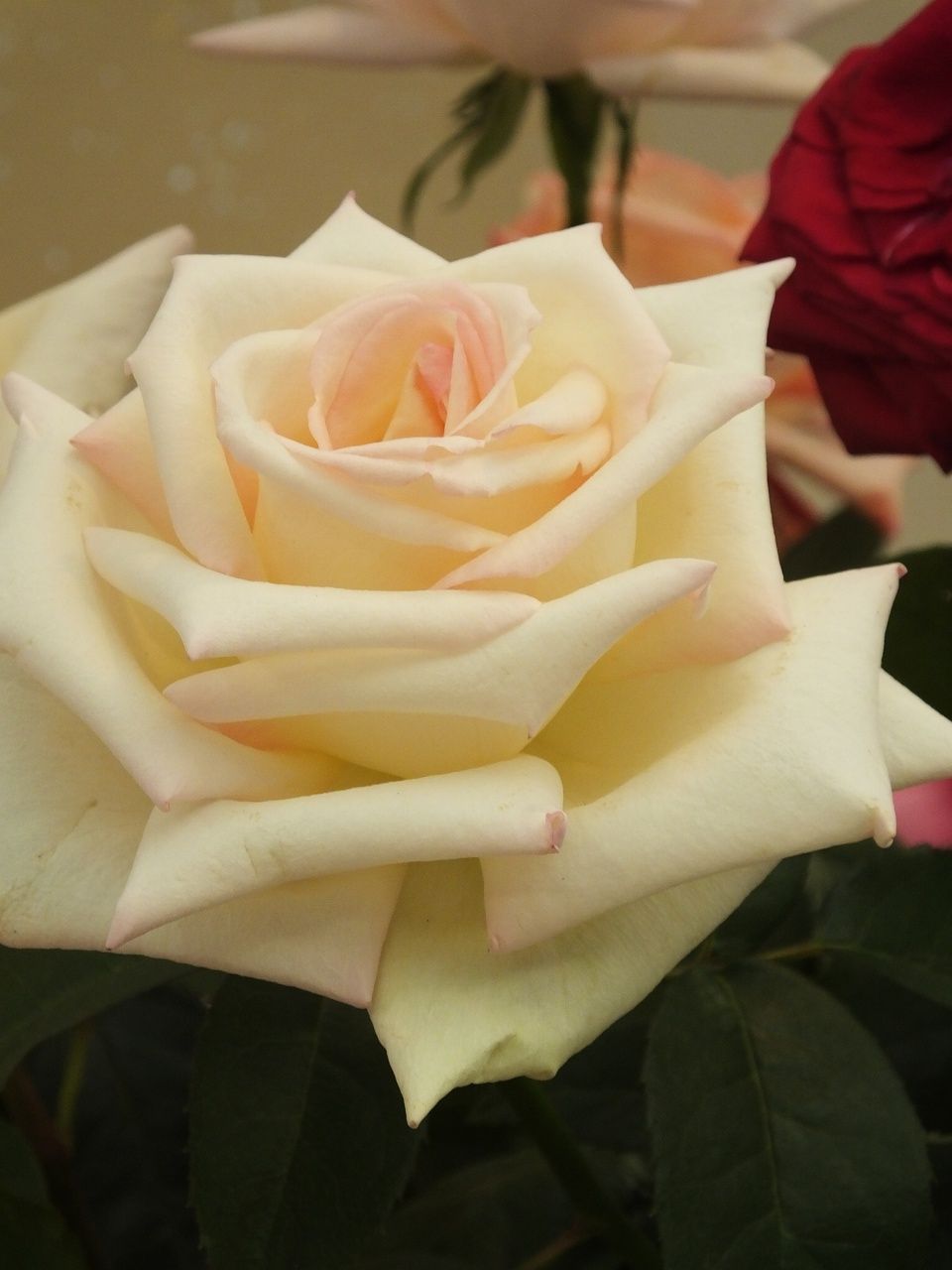 s-DSCF8008
