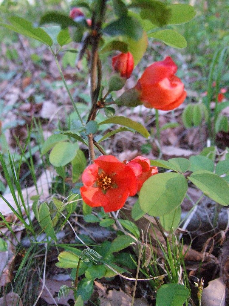 s-DSCF7192