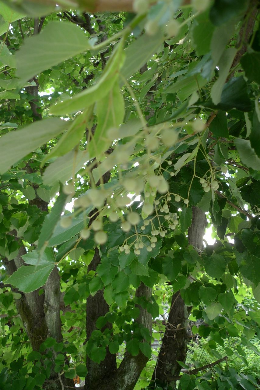s-P1370645