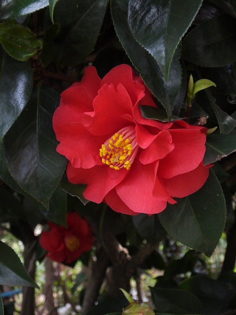 s-DSCF0109