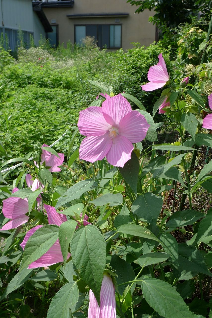 s-P1390489