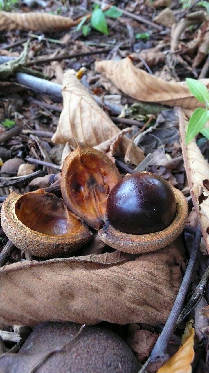 s-P1700866