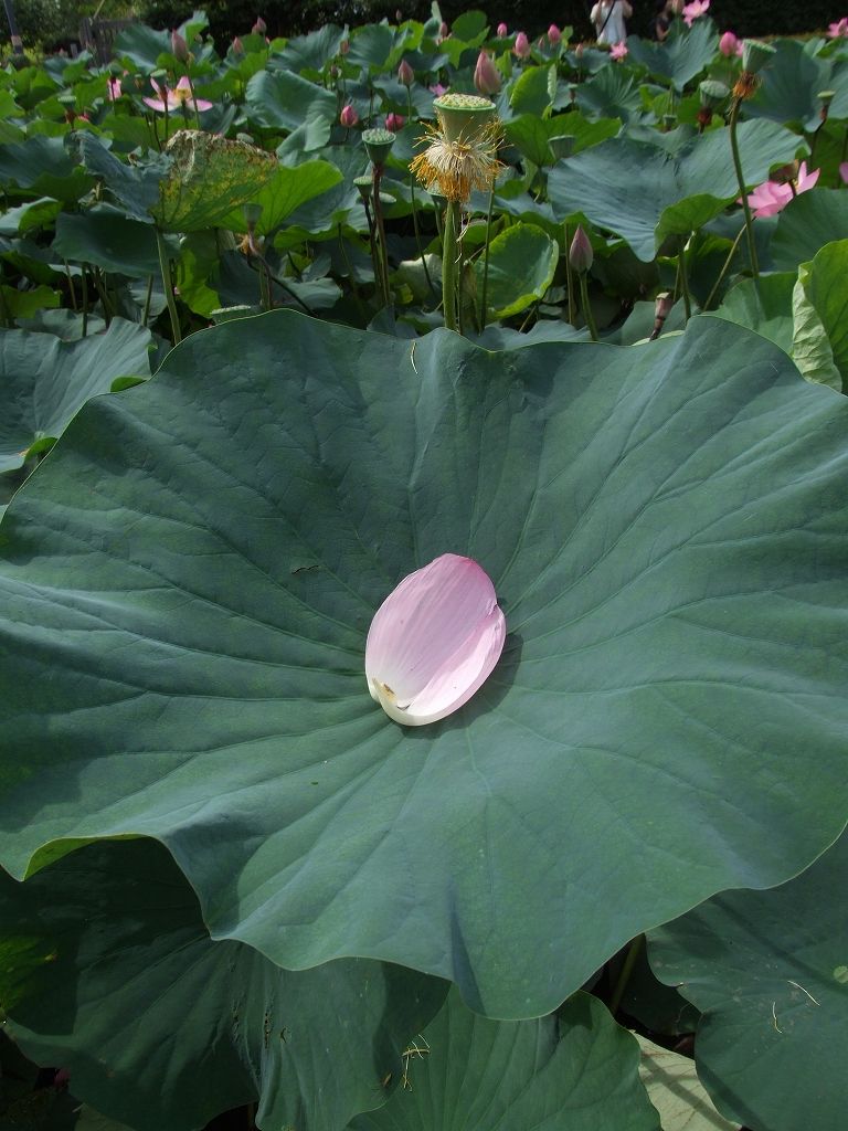 Ï¡¡ÊÆñÇÈÅÄ¾ë¸ø±à¡Ë