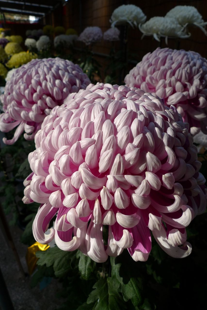 s-P1580763