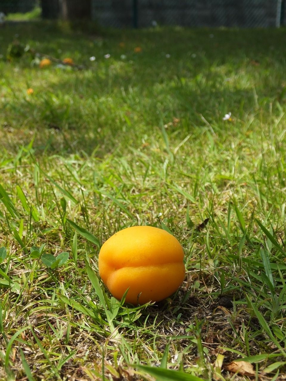 s-DSCF8978