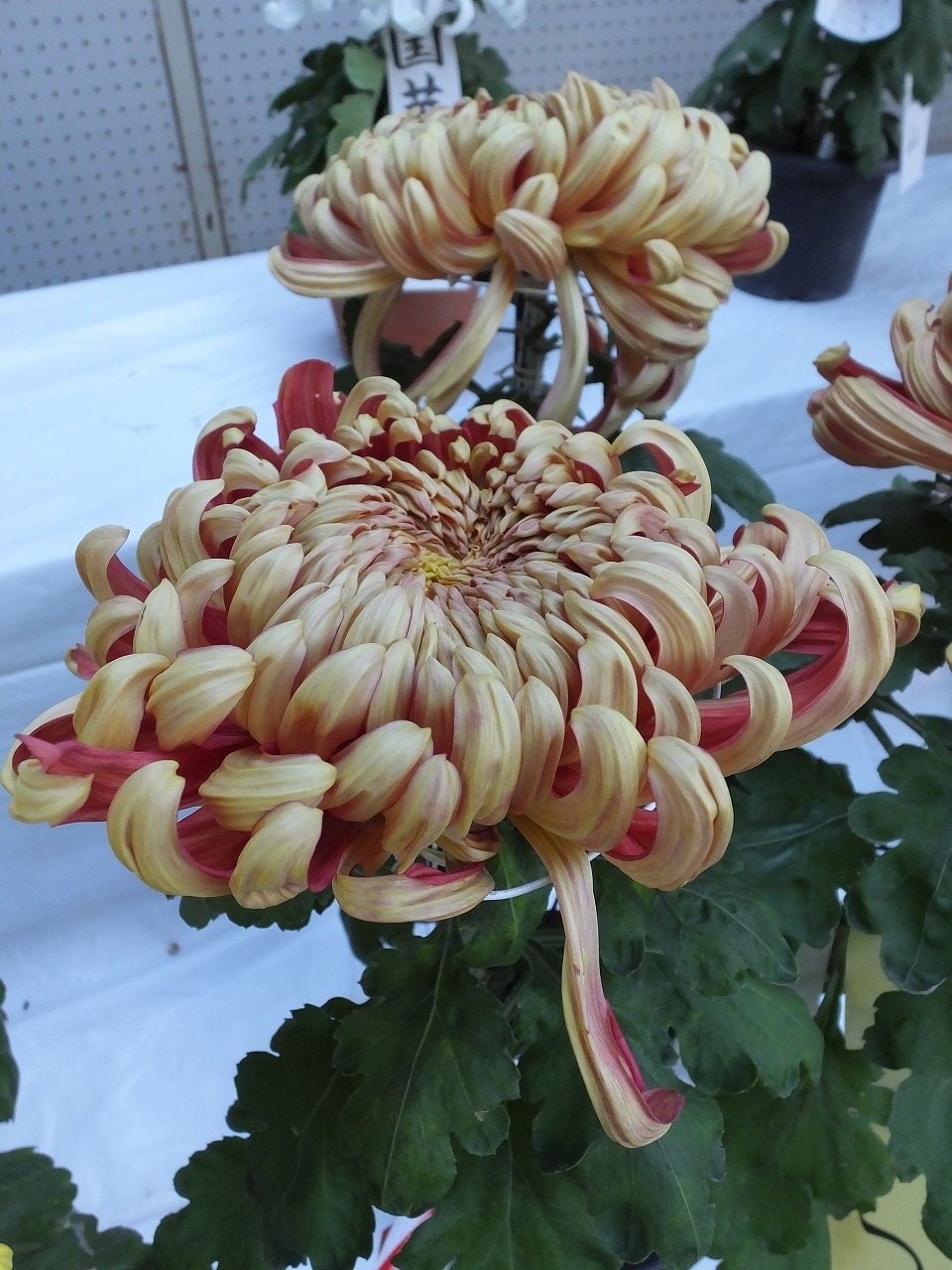s-DSCF1025
