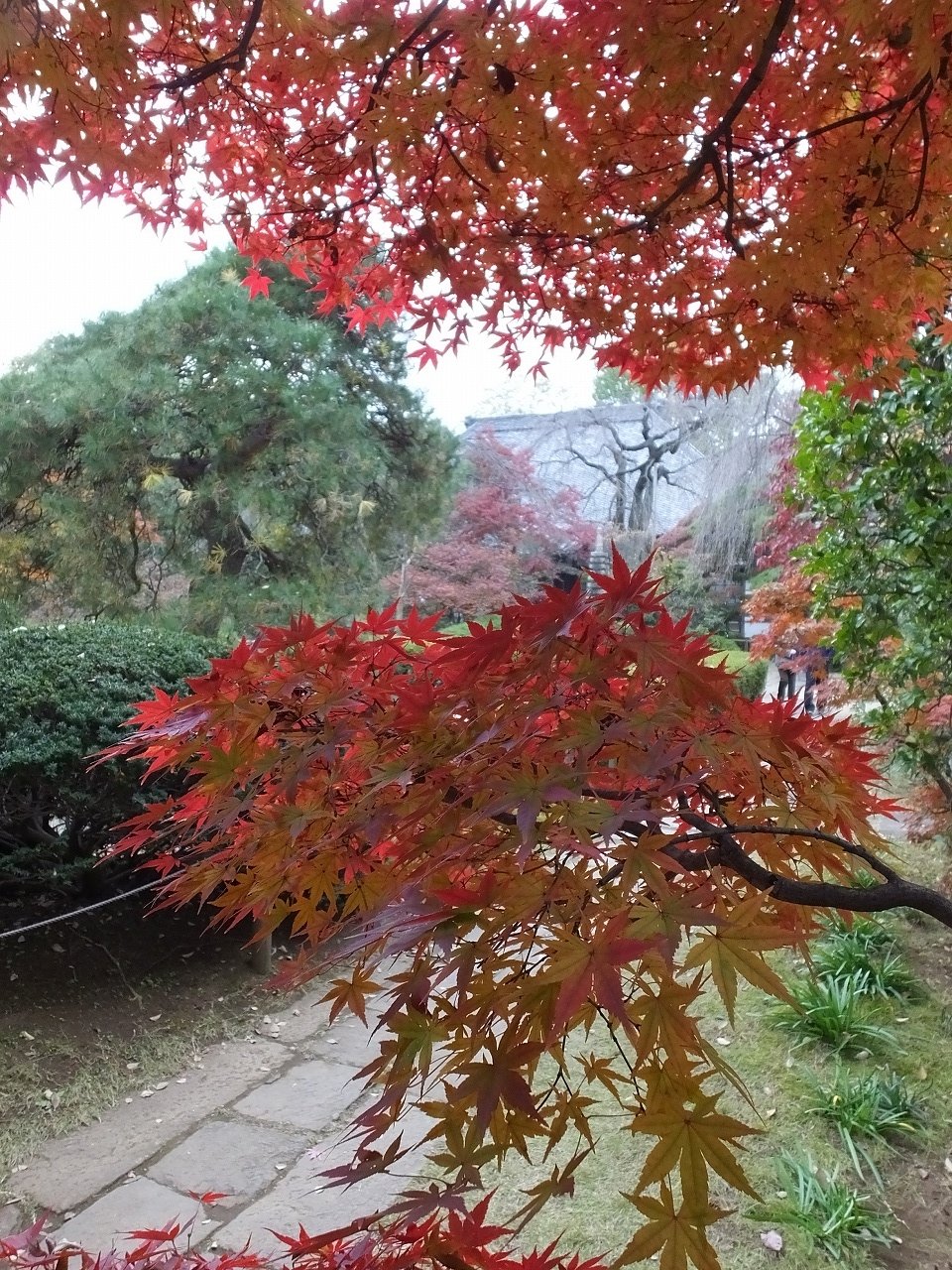 s-DSCF8142