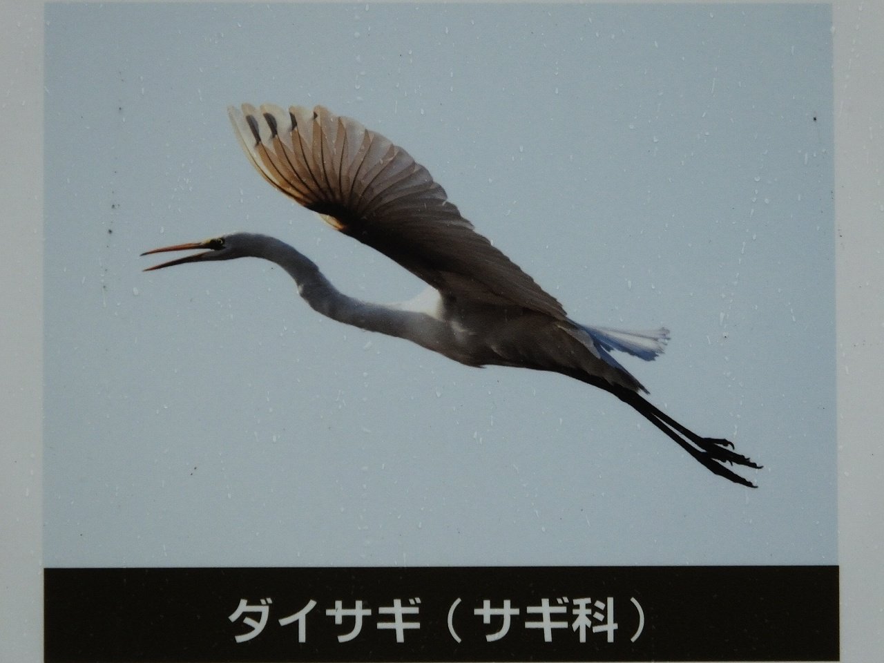 s-DSCF5588