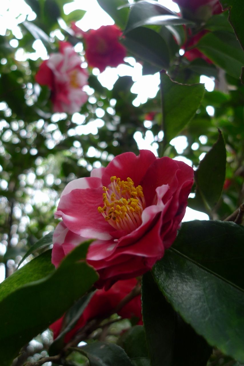 s-P1490888
