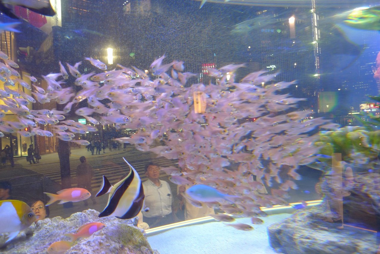 s-P1550501