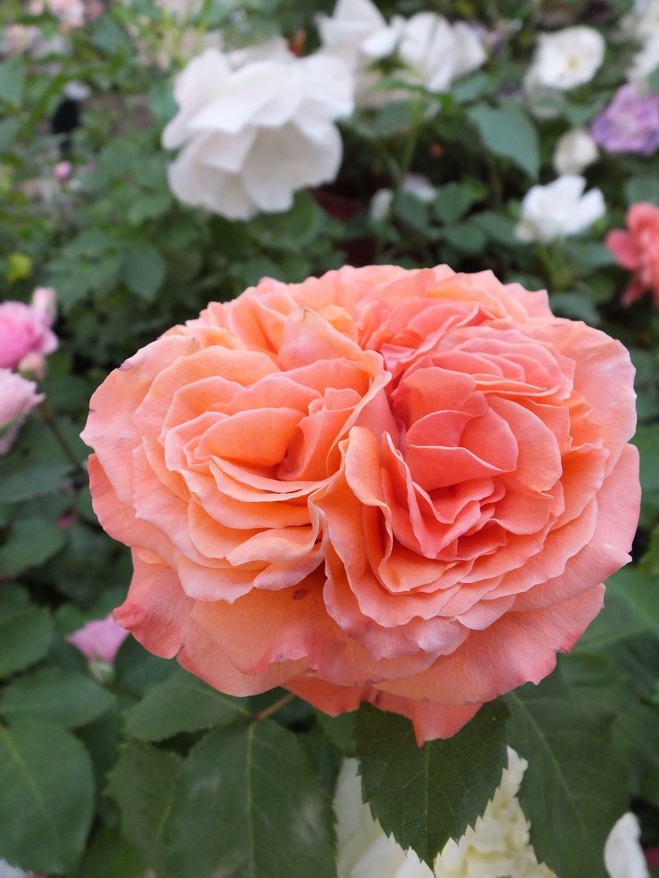 s-DSCF8025