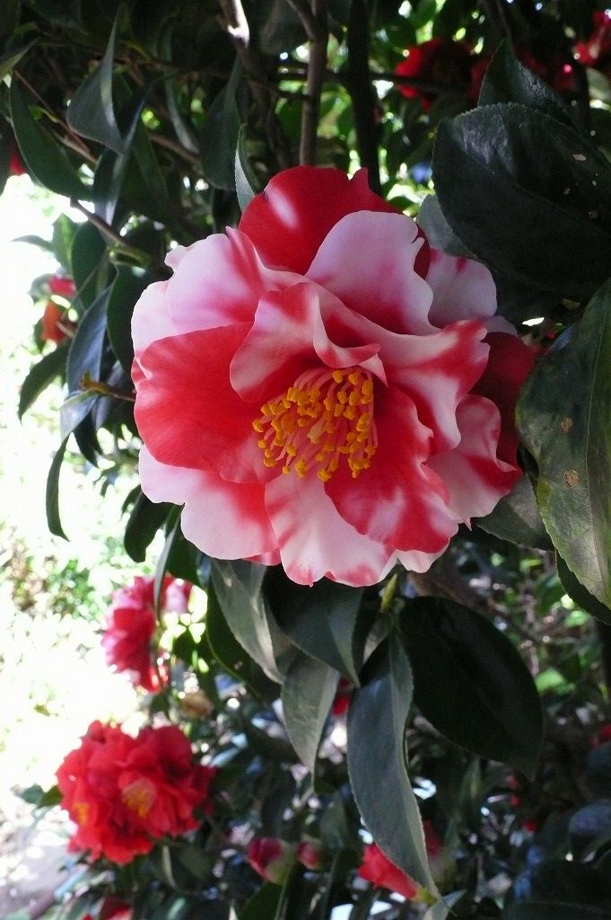s-P1510400