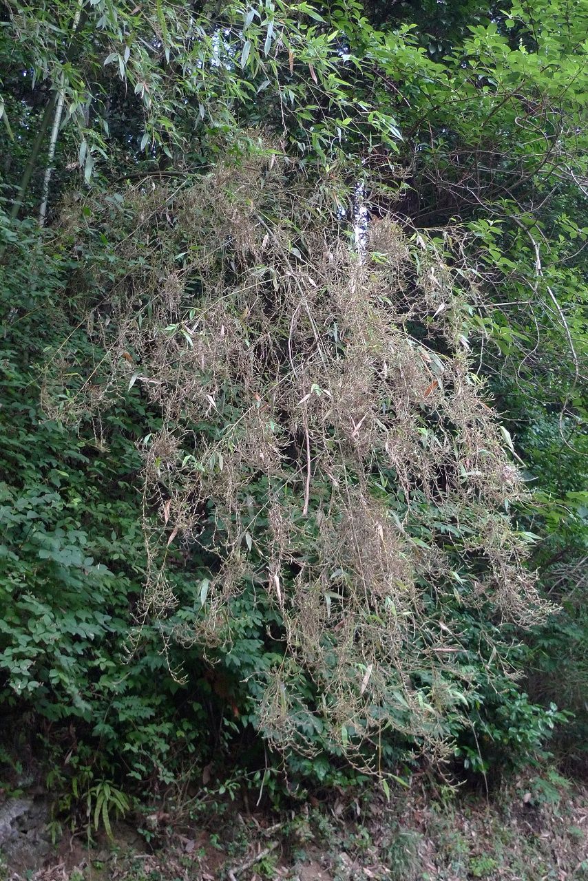 s-P1380019