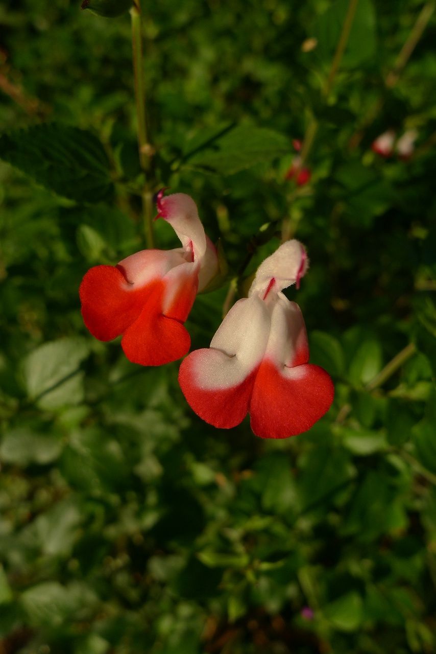 s-P1250817