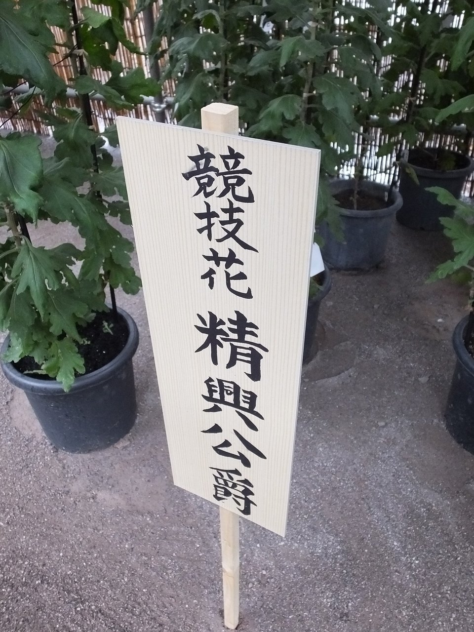 s-DSCF1047