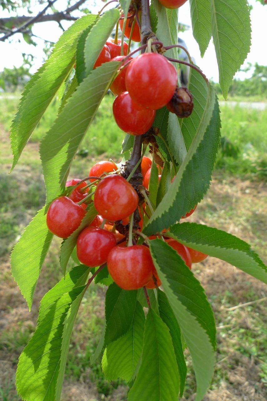s-P1520463