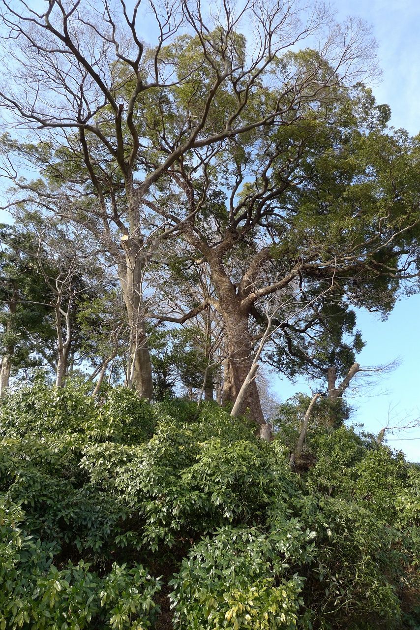 s-P1330229