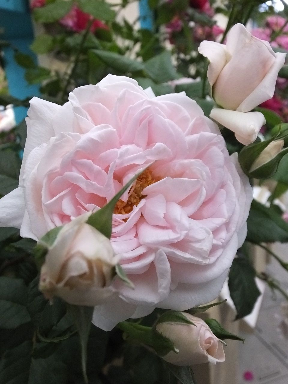 s-DSCF7578