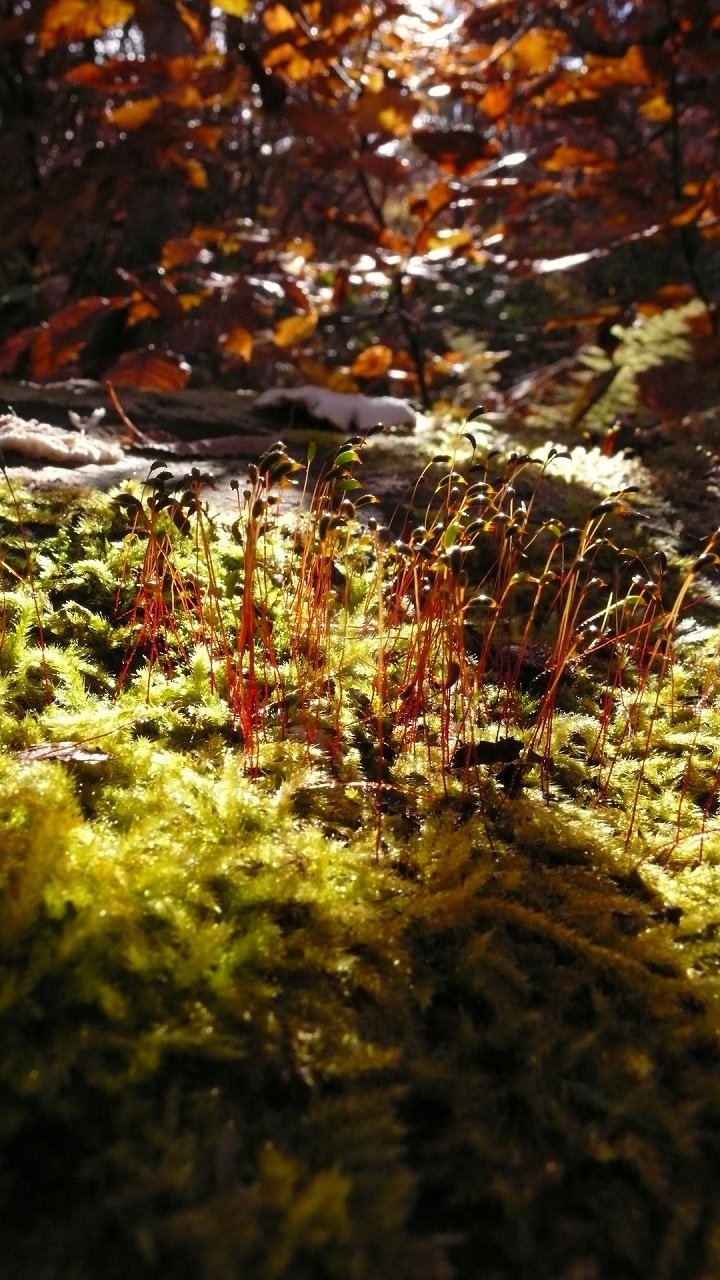 s-P1710603