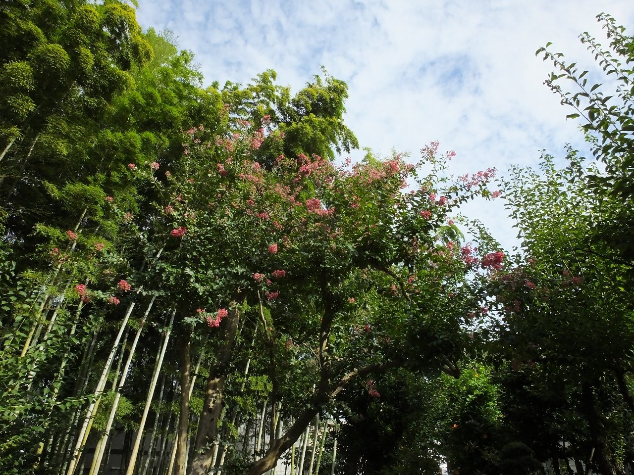 s-DSCF9754