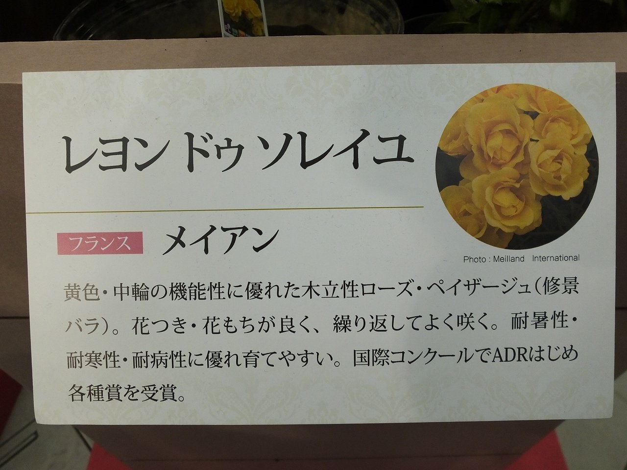 s-DSCF7621