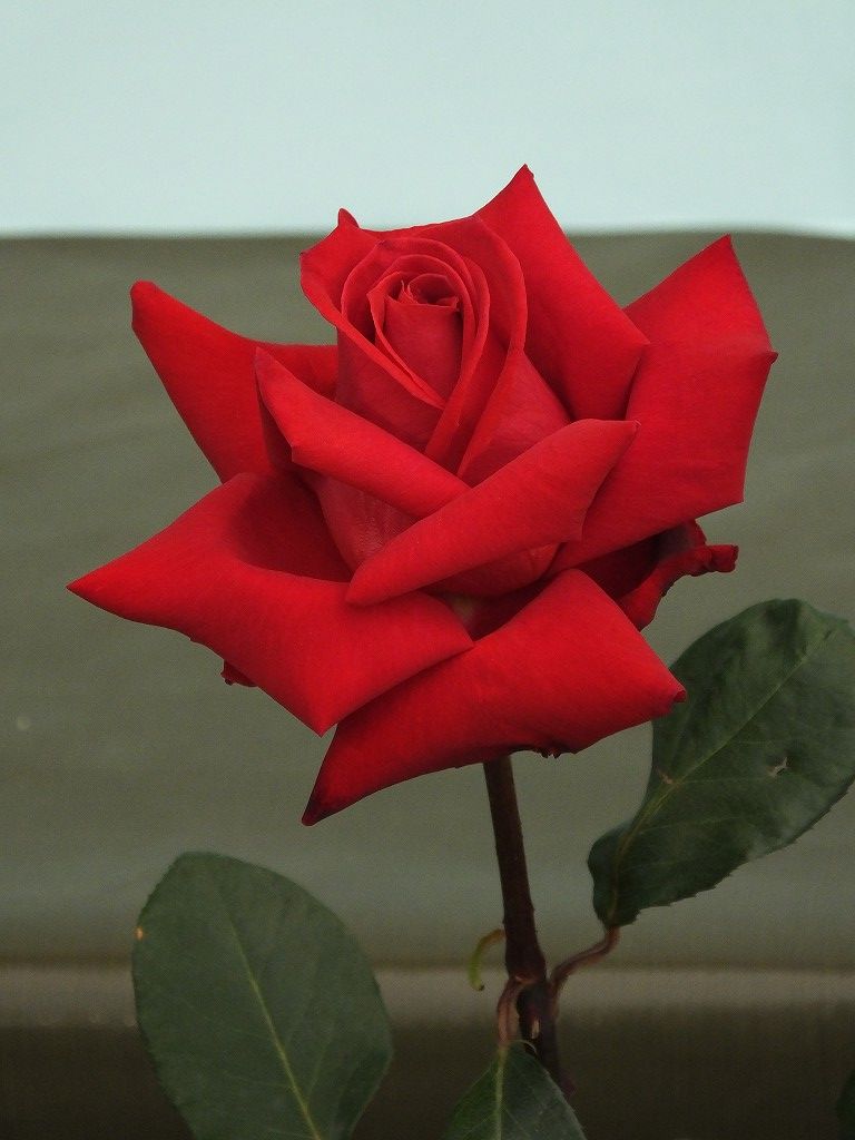 s-DSCF1142