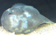ぽてちゃん２号