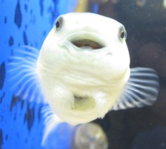 ぽてちゃん
