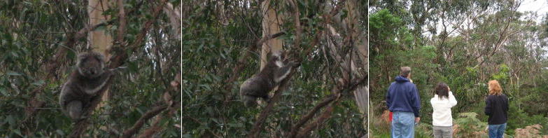 Koala21