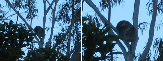 Koala1