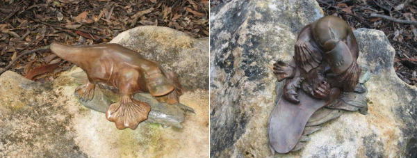 platypus21