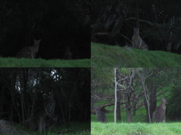 Kangaroo31