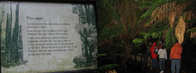 Rainforest1