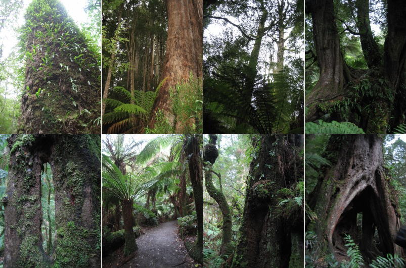 Rainforest21