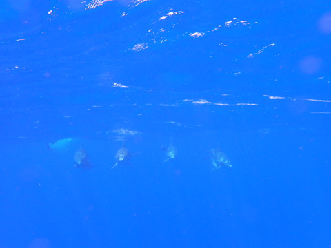 P9062709
