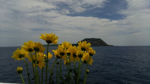 硫黄島花