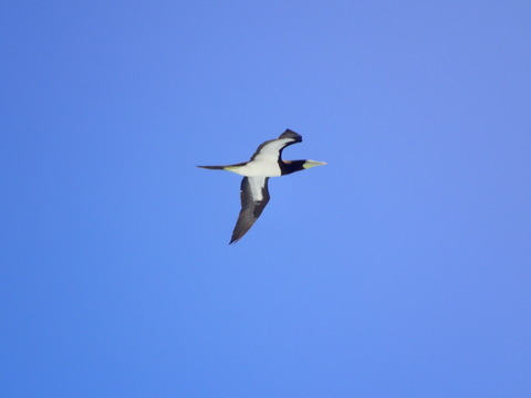 P8202623