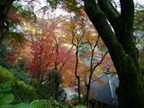 開山堂付近の紅葉