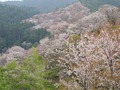 吉野の桜３