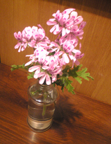 RoseZ