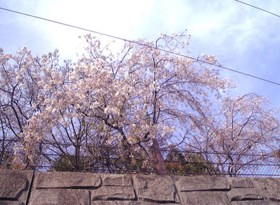 sakaki_しだれ桜