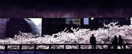 2018sakura_w