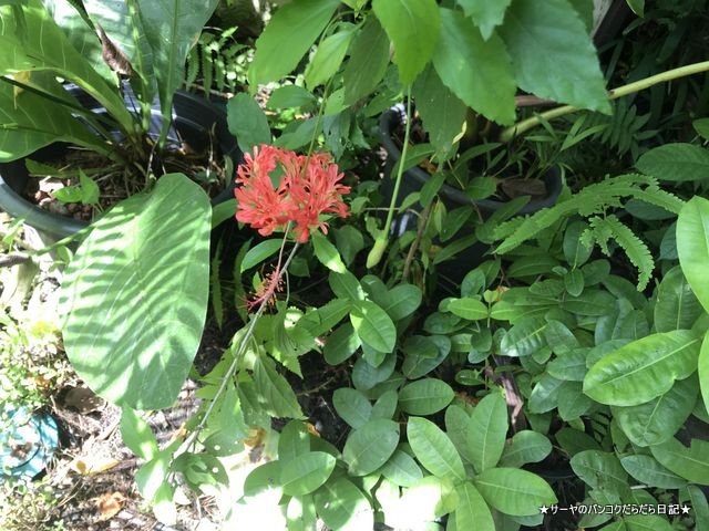 花文化の博物館 The Museum of Floral Culture (12)